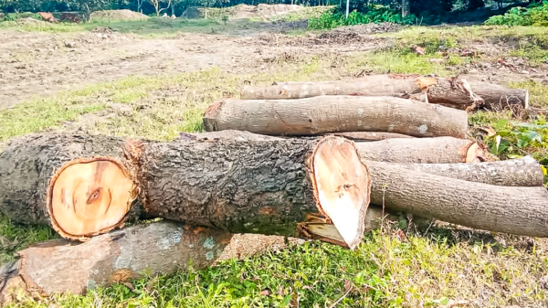 রামেবি ক্যাম্পাসে গাছের হিসাব, খাতায় আছে, জমিতে নাই